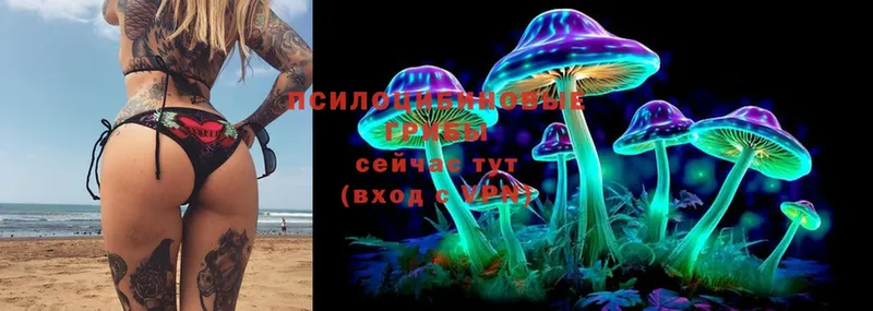 Псилоцибиновые грибы Psilocybine cubensis  Вихоревка 